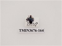 藏品(步行蟲(2))的圖片